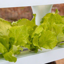 レストランとシェフのためのVeggiefloe 有機水栽培システム: 年間を通して専門のハーブと新鮮な野菜を栽培する